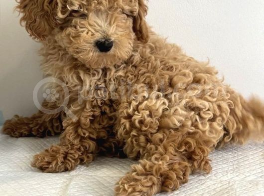 Kivir Kivir Safkan Poodle Yavrulari