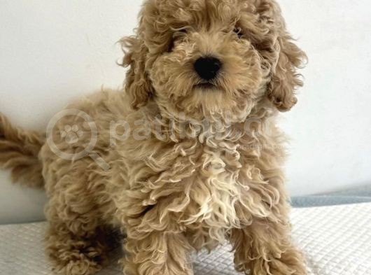 Kivir Kivir Safkan Poodle Yavrulari görsel
