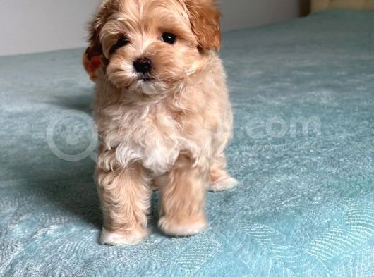 Küt Burun Malti̇poo Yavrulari görsel