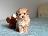 Küt Burun Malti̇poo Yavrulari