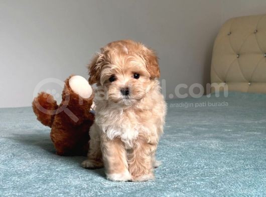 Küt Burun Malti̇poo Yavrulari görsel