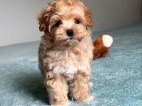 KÜT BURUN MALTİPOO YAVRULARI