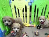 SAFKAN MALTİPOO KARDEŞLER