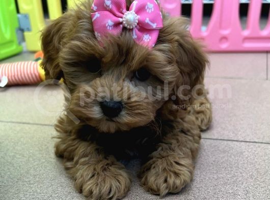 Safkan Malti̇poo Kardeşler görsel