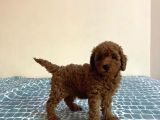 Baby Kg Garanti̇li̇ Toy Poodle Yavrulari