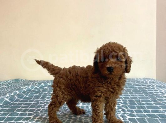 Baby Kg Garanti̇li̇ Toy Poodle Yavrulari görsel