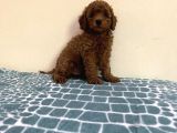 BABY KG GARANTİLİ TOY POODLE YAVRULARI