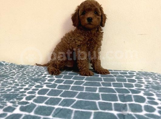 Baby Kg Garanti̇li̇ Toy Poodle Yavrulari