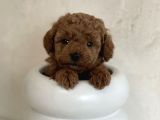 Üst Kali̇te Toy Poodle Yavrulari