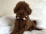 ÜST KALİTE TOY POODLE YAVRULARI