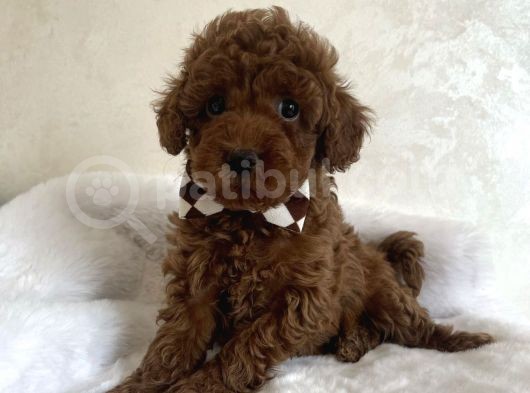 Üst Kali̇te Toy Poodle Yavrulari