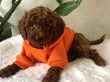 KG GARANTİLİ RED BROWN TOY POODLE YAVRULAR