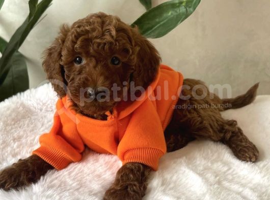 Kg Garanti̇li̇ Red Brown Toy Poodle Yavrular