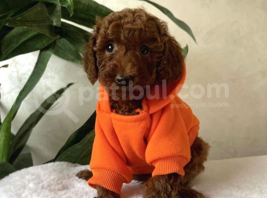 Kg Garanti̇li̇ Red Brown Toy Poodle Yavrular görsel