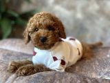 SEVİMLİ SAFKAN KORE POODLE YAVRULARI