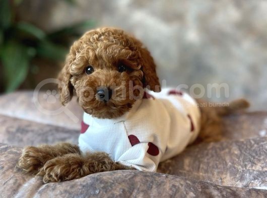 Sevi̇mli̇ Safkan Kore Poodle Yavrulari