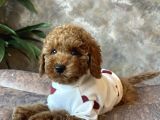 Sevi̇mli̇ Safkan Kore Poodle Yavrulari