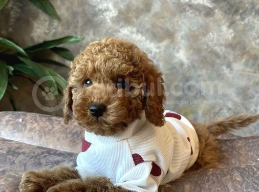 Sevi̇mli̇ Safkan Kore Poodle Yavrulari görsel