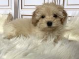 Tatli Mi Tatli Malti̇poo Yavrulari