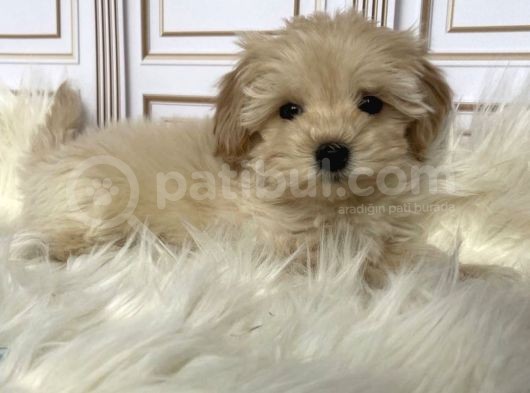 Tatli Mi Tatli Malti̇poo Yavrulari görsel