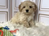 TATLI MI TATLI MALTİPOO YAVRULARI