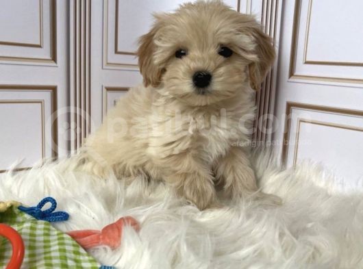Tatli Mi Tatli Malti̇poo Yavrulari