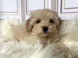 Tatli Mi Tatli Malti̇poo Yavrulari