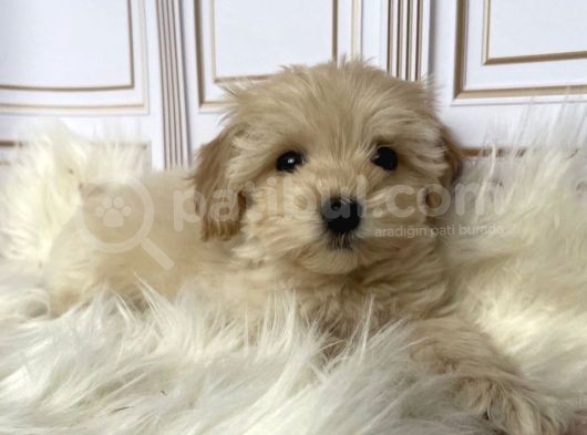 Tatli Mi Tatli Malti̇poo Yavrulari görsel