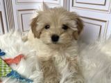 Tatli Mi Tatli Malti̇poo Yavrulari