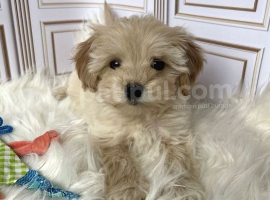 Tatli Mi Tatli Malti̇poo Yavrulari görsel