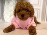MUAZZAM YÜZ YAPISINA SAHİP TOY POODLE