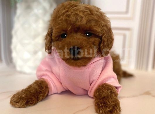 Muazzam Yüz Yapisina Sahi̇p Toy Poodle