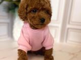 Muazzam Yüz Yapisina Sahi̇p Toy Poodle