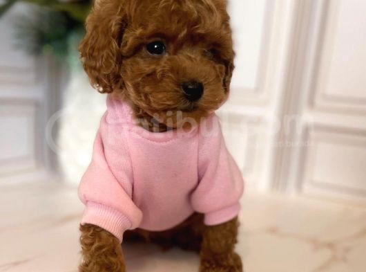 Muazzam Yüz Yapisina Sahi̇p Toy Poodle görsel