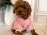 Muazzam Yüz Yapisina Sahi̇p Toy Poodle