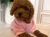 Muazzam Yüz Yapisina Sahi̇p Toy Poodle