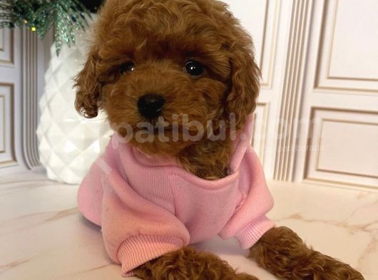Muazzam Yüz Yapisina Sahi̇p Toy Poodle görsel