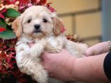 Safkan Maltipoo Yavrusu