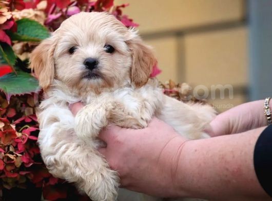 Safkan Maltipoo Yavrusu görsel