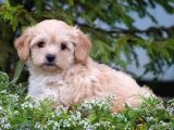 Safkan maltipoo yavrusu