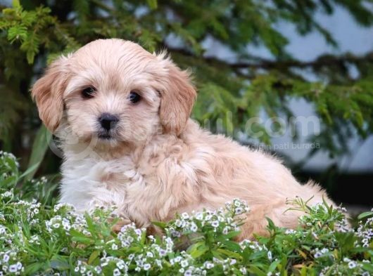 Safkan Maltipoo Yavrusu