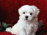 Safkan Maltese Terrier Yavrusu