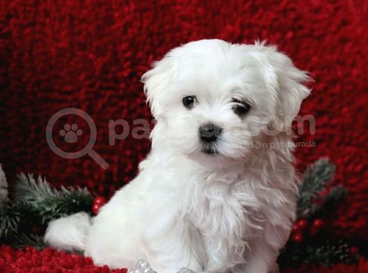 Safkan Maltese Terrier Yavrusu görsel