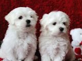 Safkan maltese terrier yavrusu
