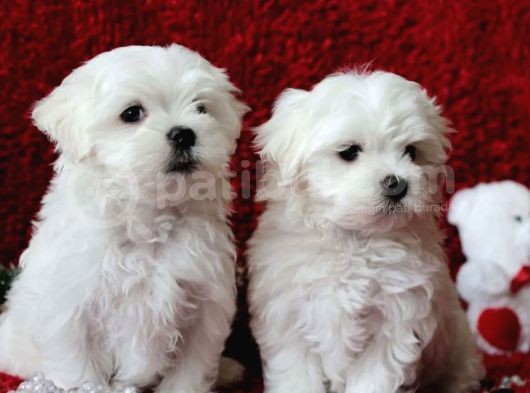 Safkan Maltese Terrier Yavrusu