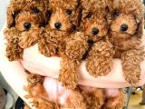 Safkan toy poodle yavrusu