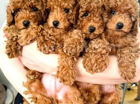 Safkan Toy Poodle Yavrusu