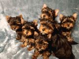 Safkan Yorkshire terrier yavrusu
