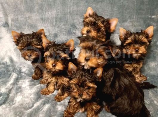 Safkan Yorkshire Terrier Yavrusu