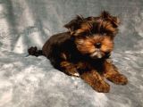 Safkan Yorkshire Terrier Yavrusu